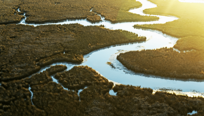 Aerial view of a river surrounded by trees
